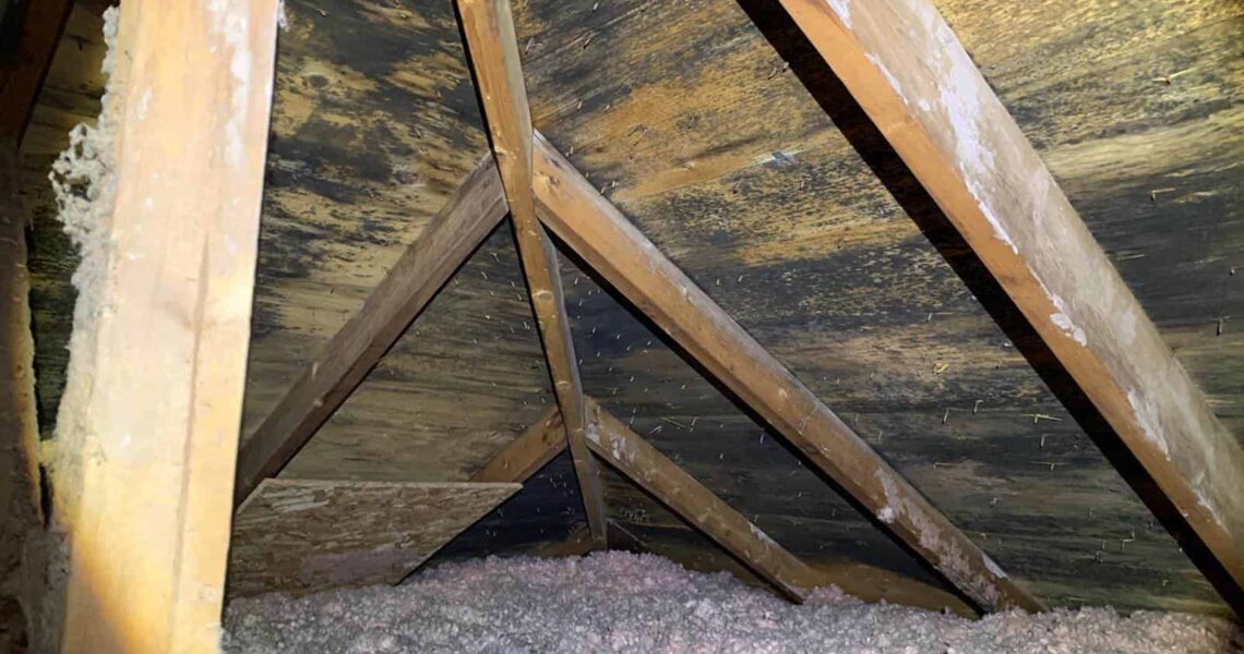 Attic with exposed wooden beams, insulation on the floor, and significant black mold growth visible on the underside of the roof panels—ideal for those seeking professional mold remediation Toronto services.